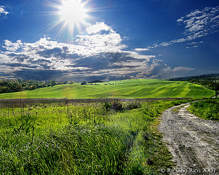 Hungarian fields