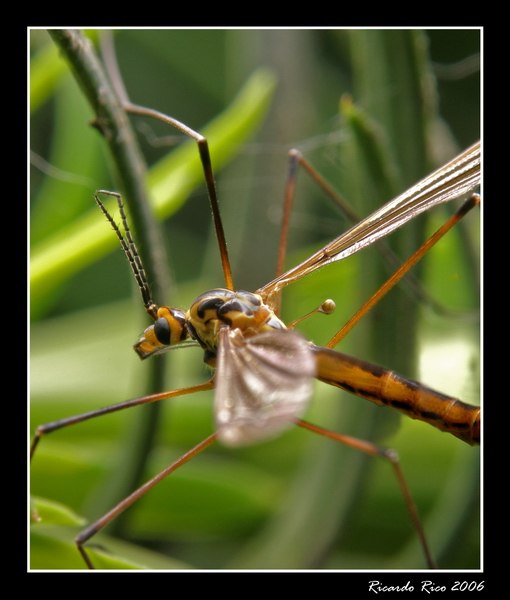 Bug 4