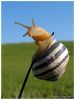 Snail in the twig by Ricardo Rico