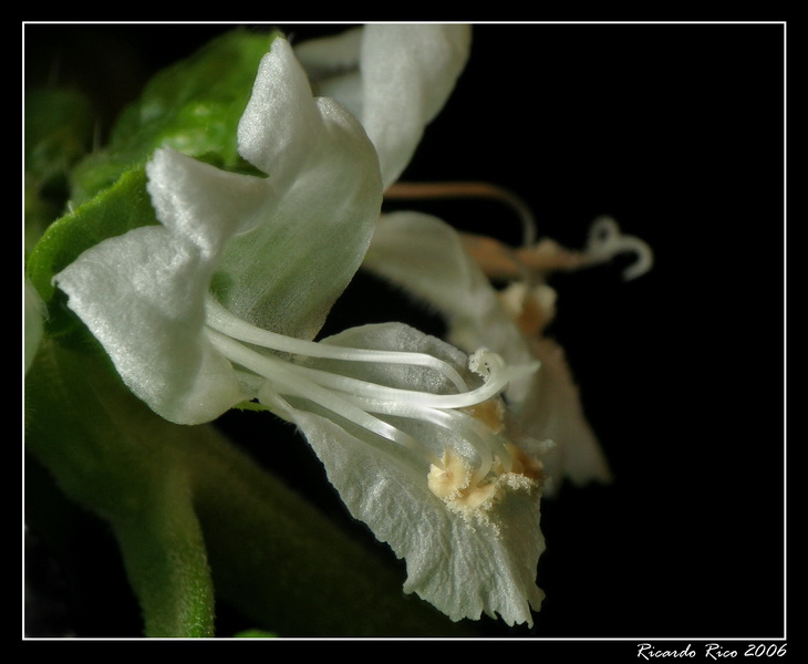 Basil flower