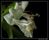 Basil flower by Ricardo Rico