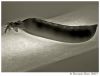 Green bean by Ricardo Rico