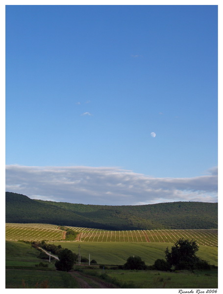 Moonrise over vineyards
