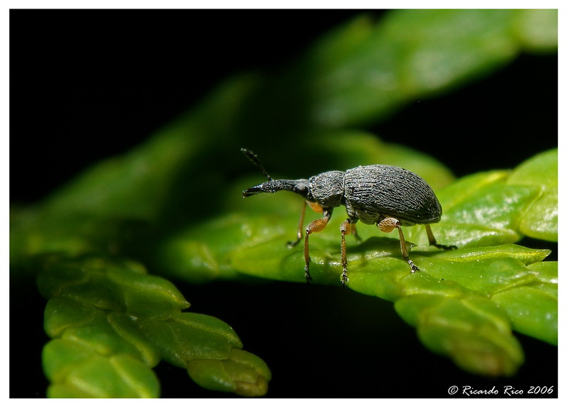 Little bug