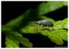 Little bug by Ricardo Rico