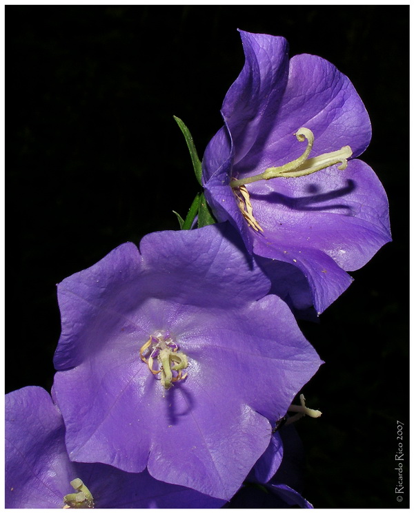 Flower 3 (2)