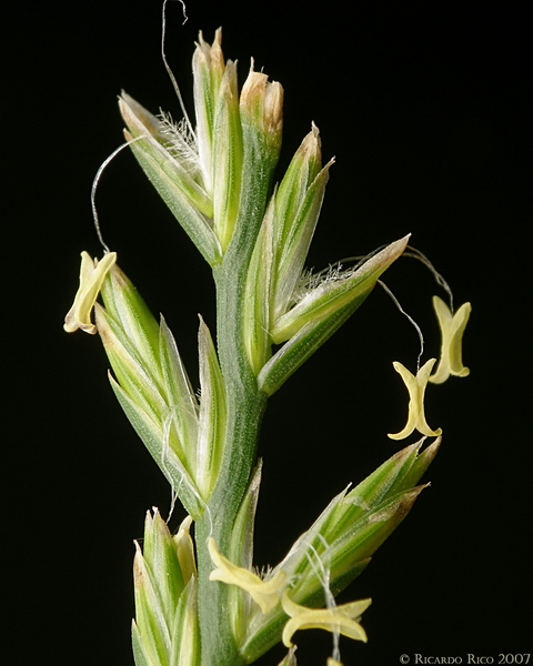 Grass flowers