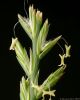 Grass flowers