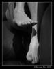 Feet
