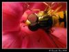 Hoverfly