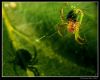 Spider and shadow by Ricardo Rico