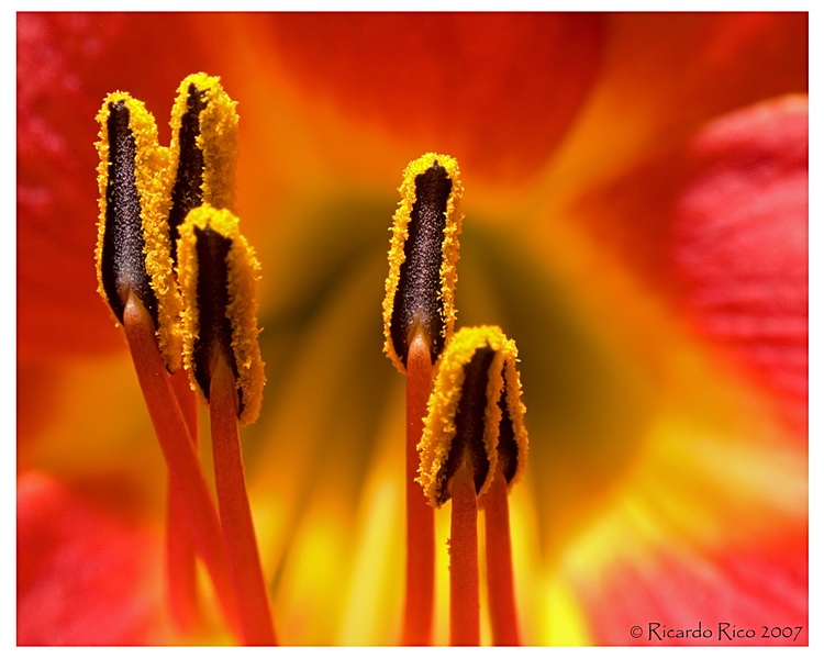Flower 3