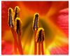 Flower 3