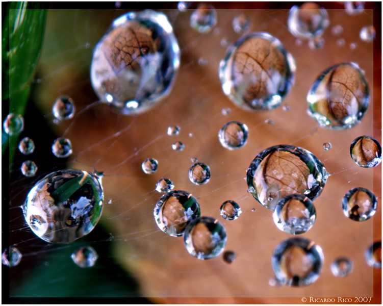 Drops in the spider web