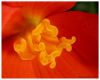 Begonia by Ricardo Rico