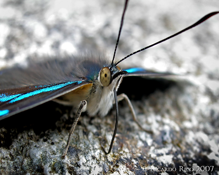 Butterfly detail
