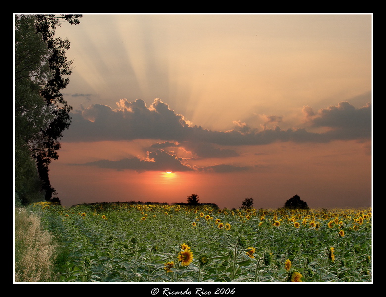 Sunflowers field 1