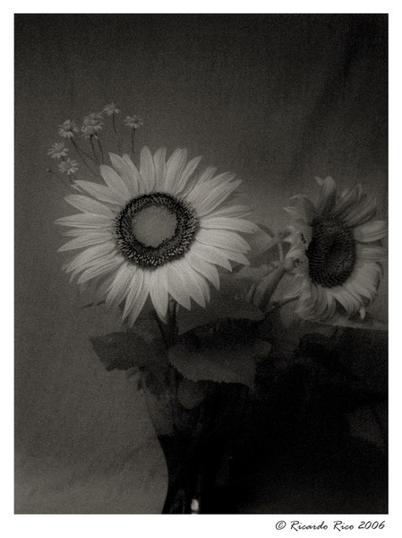 Sunflower 4