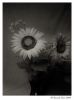 Sunflower 4 by Ricardo Rico