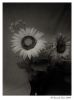 Sunflower 4