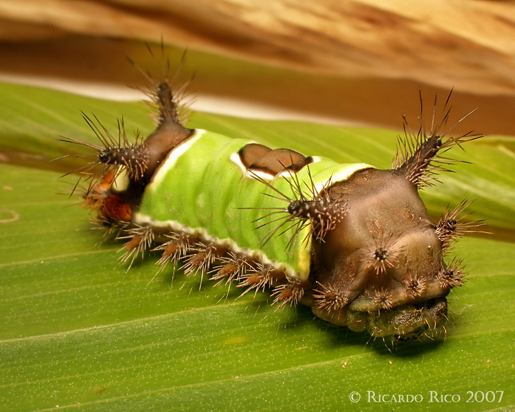 Caterpillar