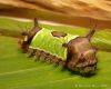 Caterpillar by Ricardo Rico