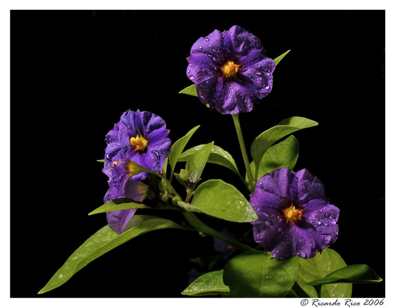 flowers..