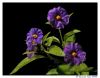 flowers..