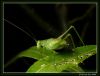 Green by Ricardo Rico
