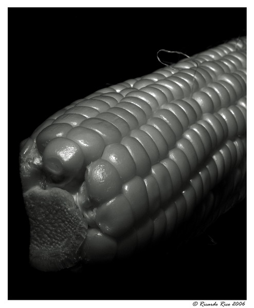 Maize