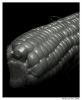Maize