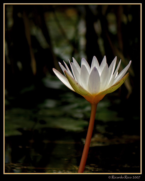 Lotus flower