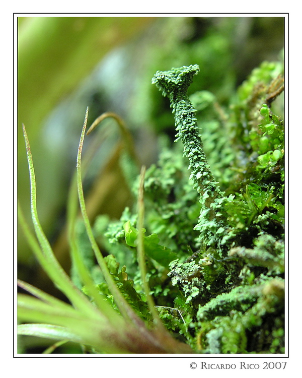 Cladonia