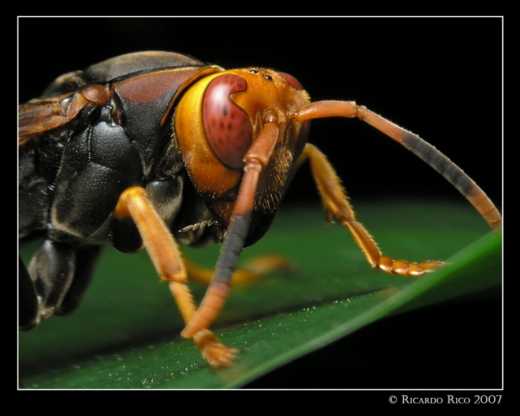 Wasp 4