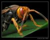 Wasp 4 by Ricardo Rico