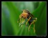 Wasp 3 by Ricardo Rico