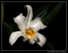 Orchids