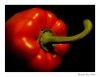 Paprika