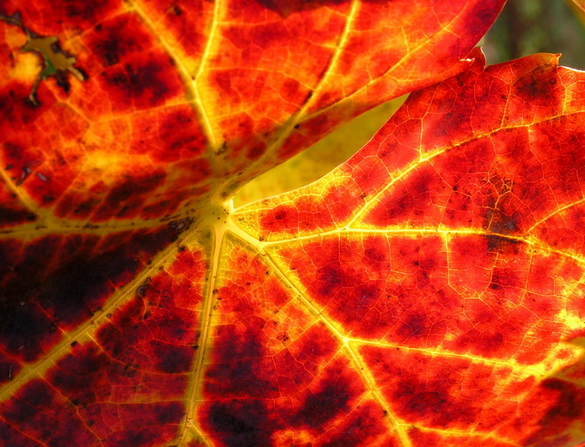 leaf
