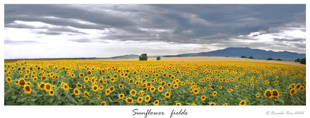 sunflowers fields