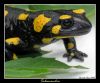 Salamander