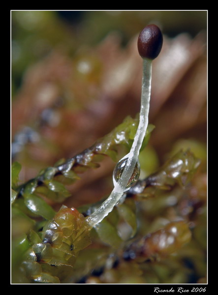 Liverwort (Scapania)