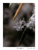 Snow flakes 1