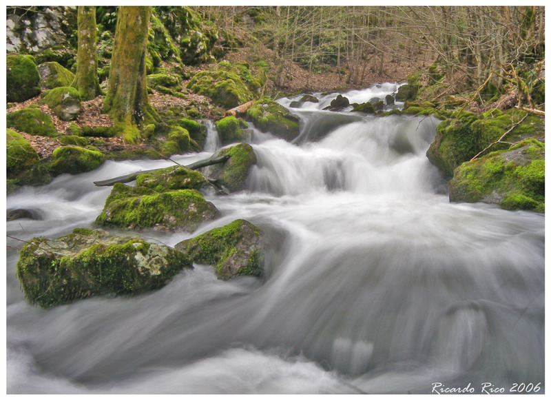 Stream and Mosses