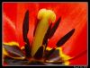 Tulip (detail) by Ricardo Rico
