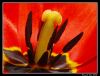 Tulip (detail)