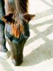 Black and Brown Horse by David Shayani