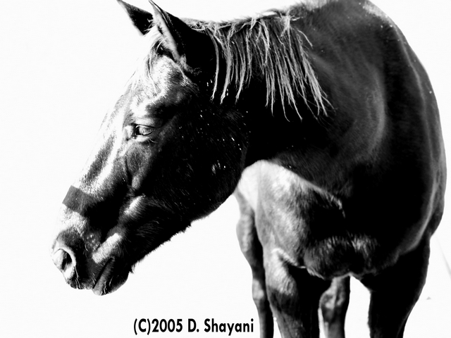 B&W Horse