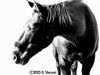 B&W Horse