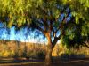 Green Pepper Tree by David Shayani